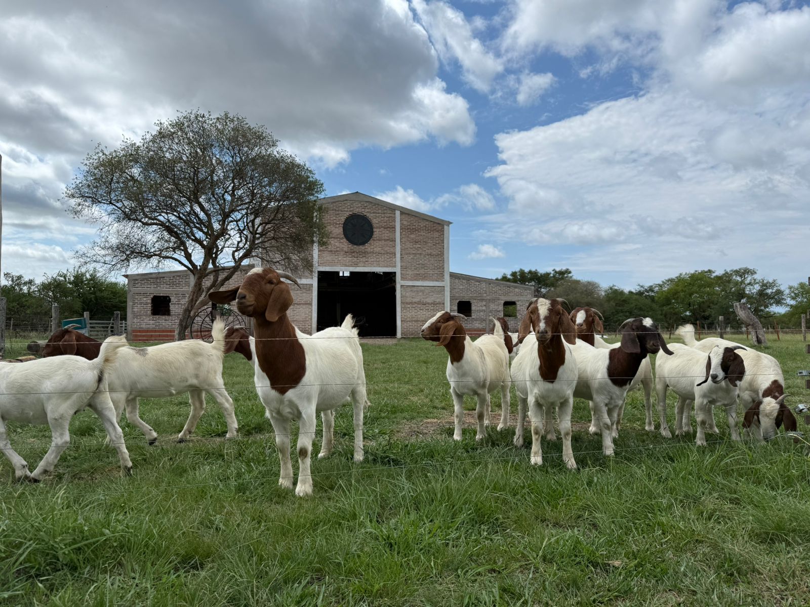 Expo otoño Boer: la muestra caprina que enciende la pasión en AgroActiva 